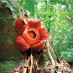 11 世界最大花卉“大王花”