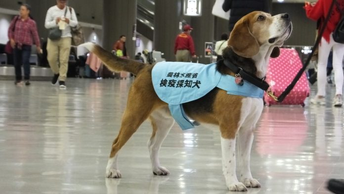 日本动物检疫所关于禁止访日旅客违法携带肉制品入境的公告 | Japan’s Animal Quarantine Service Alerts Foreign Tourists Visiting Japan