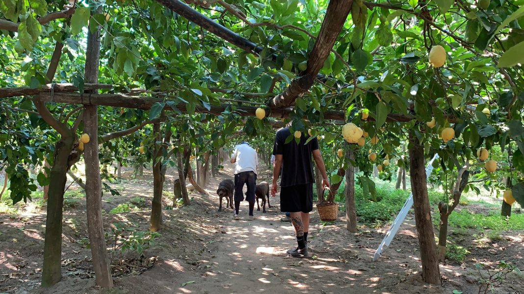 名厨Ernesto从家族的17英亩有机农场“Le Peracciole”满是柠檬林 | Chef Ernesto family's 17-acre organic farm, 'Le Peracciole' is filled with lemon groves