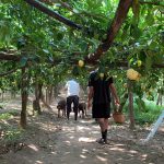 名厨Ernesto从家族的17英亩有机农场“Le Peracciole”满是柠檬林 | Chef Ernesto family’s 17-acre organic farm, ‘Le Peracciole’ is filled with lemon groves