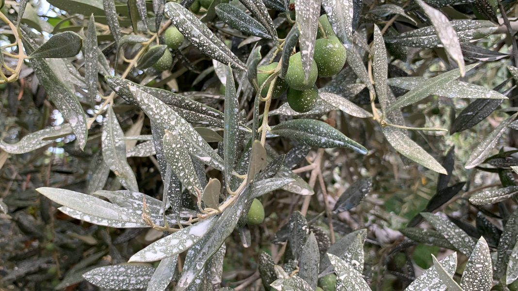源自农场的有机橄榄亦是烹饪的主要食材 | The olive trees come from the organic farm are the key ingredients of their cooking