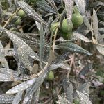 源自农场的有机橄榄亦是烹饪的主要食材 | The olive trees come from the organic farm are the key ingredients of their cooking