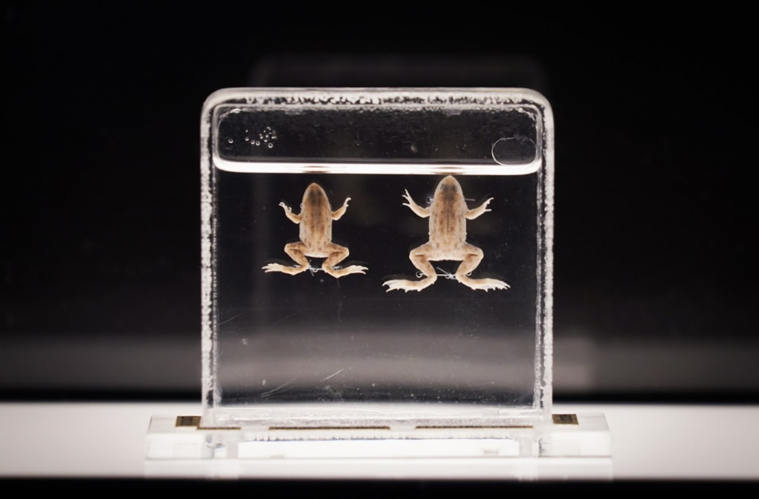 动物标本 - 尖舌浮蛙  | The exhibition showcases a variety of animal specimens, including the Floating Frog, a species now extinct in Hong Kong. 