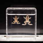 动物标本 – 尖舌浮蛙  | The exhibition showcases a variety of animal specimens, including the Floating Frog, a species now extinct in Hong Kong.