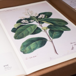 从未在香港公开展出的历史珍藏 – 本地植物水彩画复印本 | The exhibition also features a number of items on display for the first time in Hong Kong, including a reproduced set of botanical watercolor paintings from General Eyre, a British soldier who was in Hong Kong from 1847 to 1851.